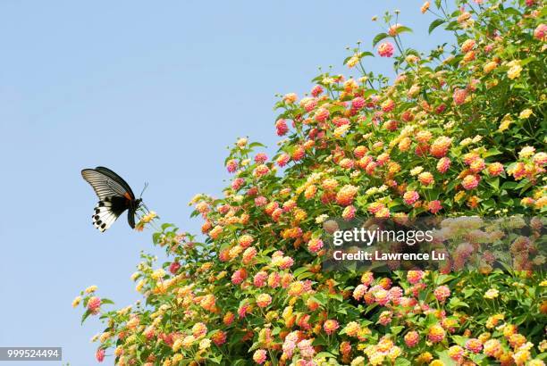 old world swallowtail (papilio machaon) on lantana flowers - old world swallowtail stock pictures, royalty-free photos & images