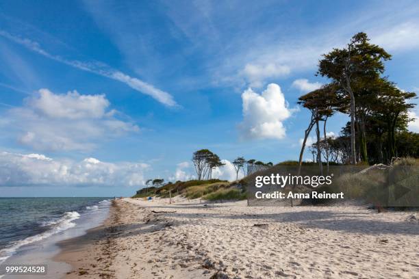 west beach, western pomerania lagoon area national park, darss, mecklenburg-western pomerania, germany - pomerania stock pictures, royalty-free photos & images