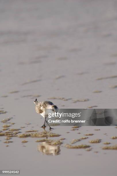 running sandpiper (scolopacidae family) - correlimos tridáctilo fotografías e imágenes de stock