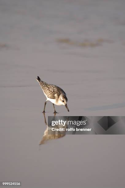 running sandpiper (scolopacidae family) - correlimos tridáctilo fotografías e imágenes de stock