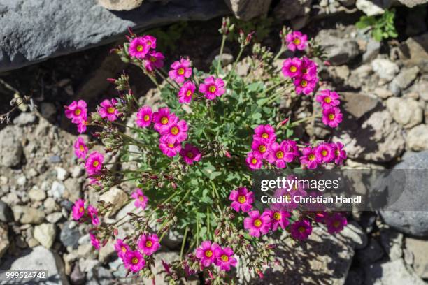 purple sorrel (oxalis purpurea), maule valley, san clemente, maule, chile - inflorescence stock pictures, royalty-free photos & images