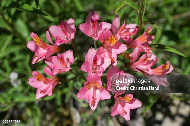 peruvian lily (alstroemeria presliana), maule valley, san clemente, maule, chile - alstroemeria stock pictures, royalty-free photos & images