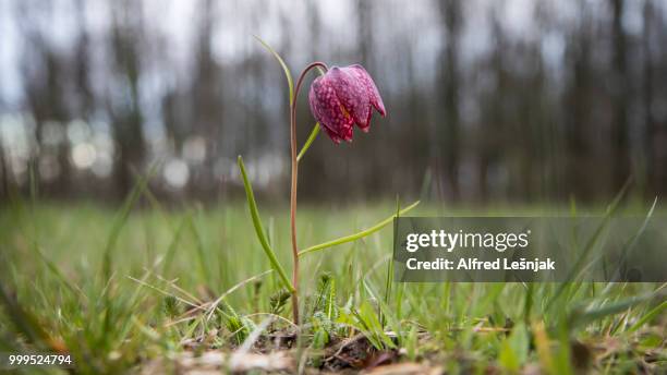 fritillaria meleagris 2 - alfred stock pictures, royalty-free photos & images
