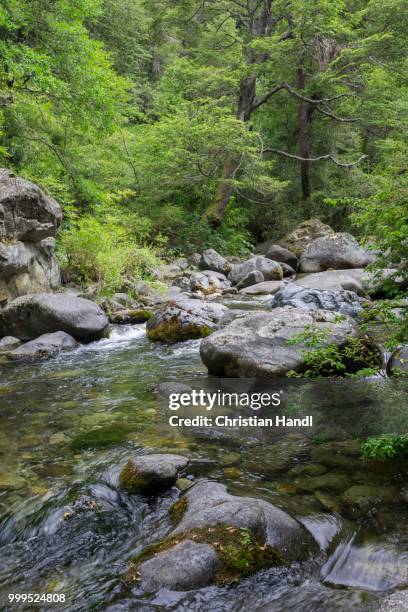 estero armenilo brook, parque tricahue, san clemente, maule, chile - estero stock pictures, royalty-free photos & images