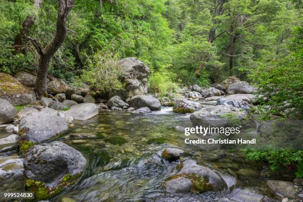 estero armenilo brook, parque tricahue, san clemente, maule, chile - estero stock pictures, royalty-free photos & images