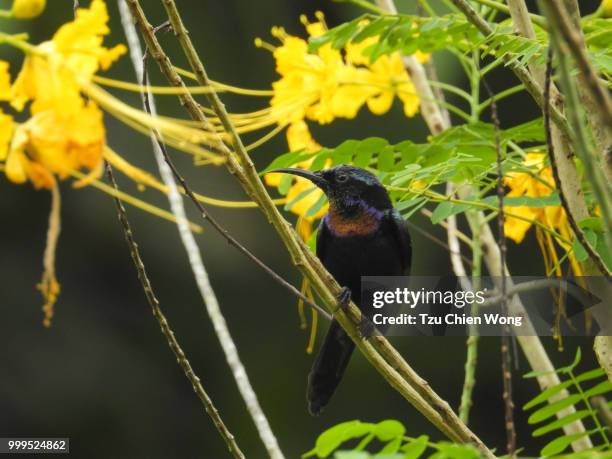 bird of borneo - chien stockfoto's en -beelden