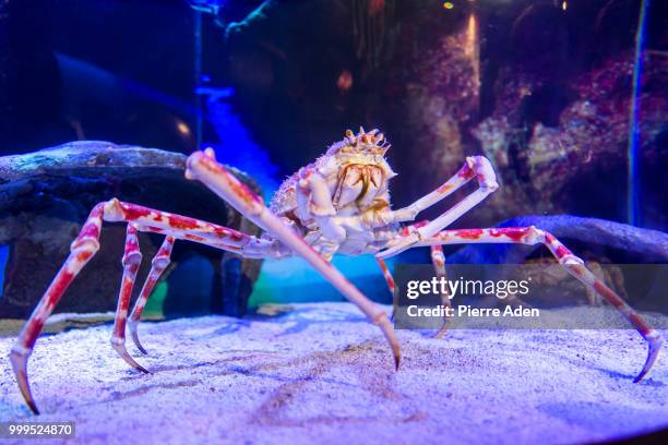 a crab in the kuala lumpur aqua park - spider crab ストックフォトと画像