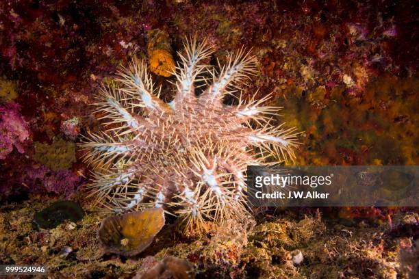 crown-of-thorns starfish (acanthaster ellisii), palau - acanthaster planci stock-fotos und bilder