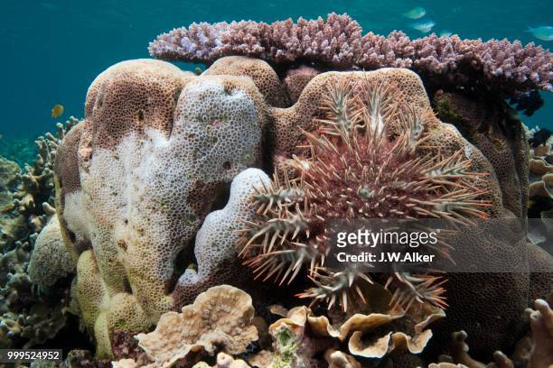 crown-of-thorns starfish (acanthaster planci) feeding on a stony coral, great barrier reef - barrier imagens e fotografias de stock