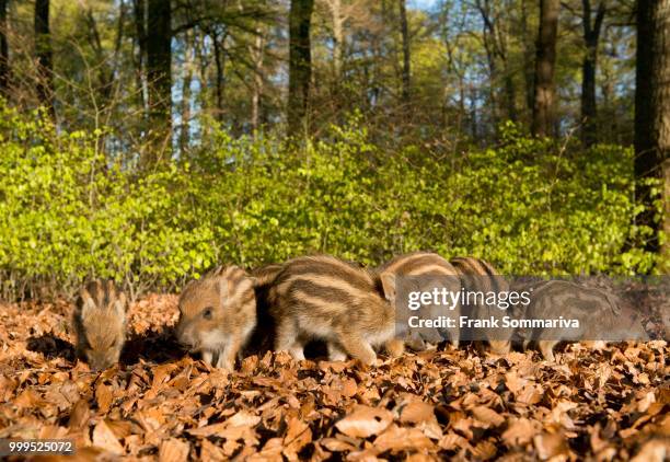 Piglets In Spring 209 Piglet Spring Stock Photos, High-Res Pictures, and Images - Getty ...