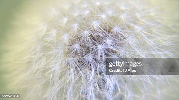 macro picture of a dandelion flower - alex gardner stock pictures, royalty-free photos & images