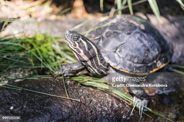 cooter turtle sunbathing on the rocky ground in on the edge of a pond. - emídidos fotografías e imágenes de stock