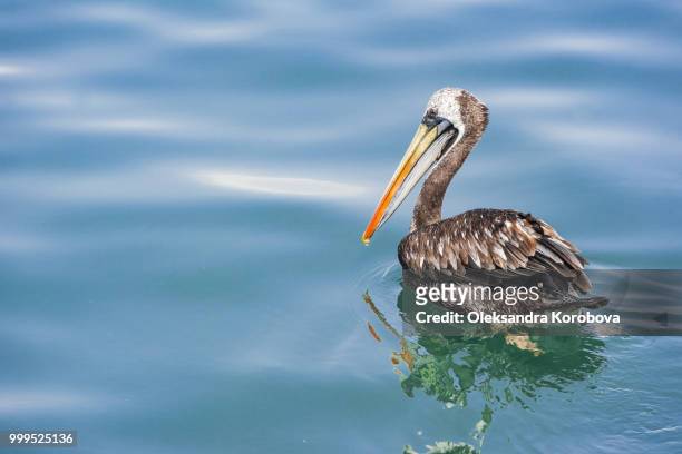 the peruvian pelican (pelecanus thagus) swimming in the waters of the pacific ocean off the coast of paracas on a sunny april day. - paracas stock pictures, royalty-free photos & images