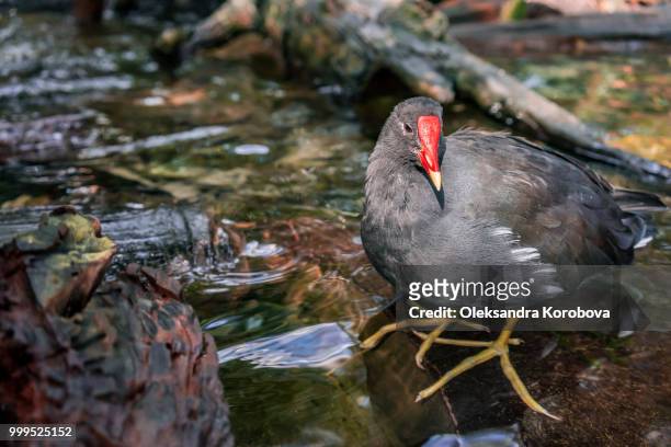 common gallinule perched on the rocky ground in florida. - moorhen stock pictures, royalty-free photos & images