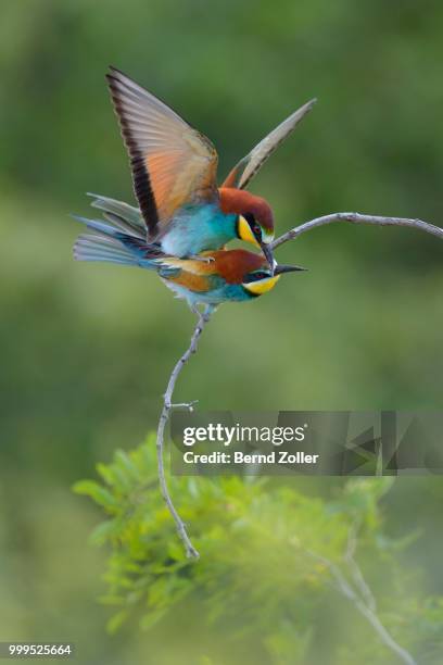 european bee-eaters (merops apiaster), pair mating on an acacia shrub, kiskunsag national park, hungary - mating stock pictures, royalty-free photos & images