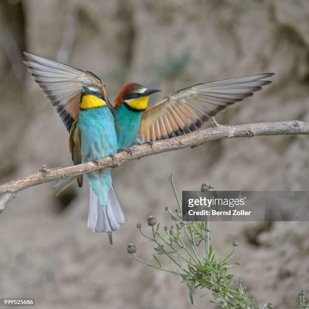 european bee-eaters (merops apiaster), male landing on perch, kiskunsag national park, hungary - yellow perch - fotografias e filmes do acervo