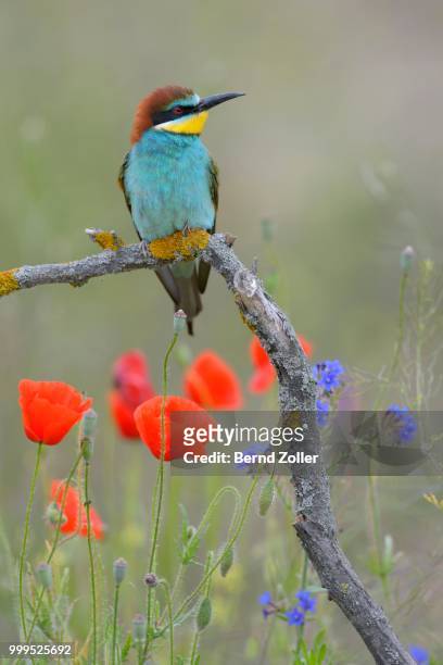 european bee-eater (merops apiaster), perched on a branch in a flowering meadow, kiskunsag national park, hungary - branch plant part stockfoto's en -beelden