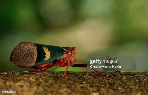 lantern bug (scamandra tethis), tangkoko batuangus nature reserve, sulawesi, indonesia - schnabelkerfe stock-fotos und bilder