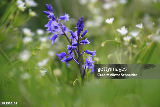 in the spring meadow. - schneider stock pictures, royalty-free photos & images