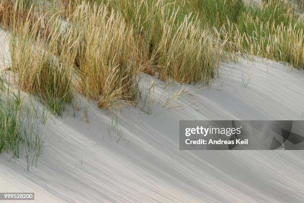 dunes, borkum, lower saxony, germany - wattenmeer national park stock pictures, royalty-free photos & images