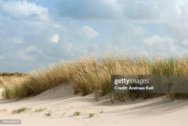 dunes, borkum, lower saxony, germany - wattenmeer national park stock pictures, royalty-free photos & images