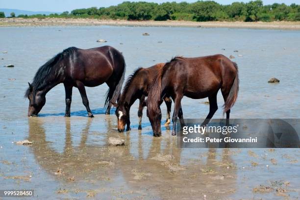 wild horses with a foal at the pond of pauli majori, giara di gesturi, province of medio campidano, sardinia, italy - medio ambiente foto e immagini stock