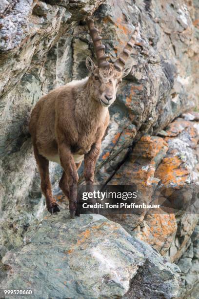 alpine ibex (capra ibex) in cliff, high tauern national park, austria - hohe tauern national park stockfoto's en -beelden