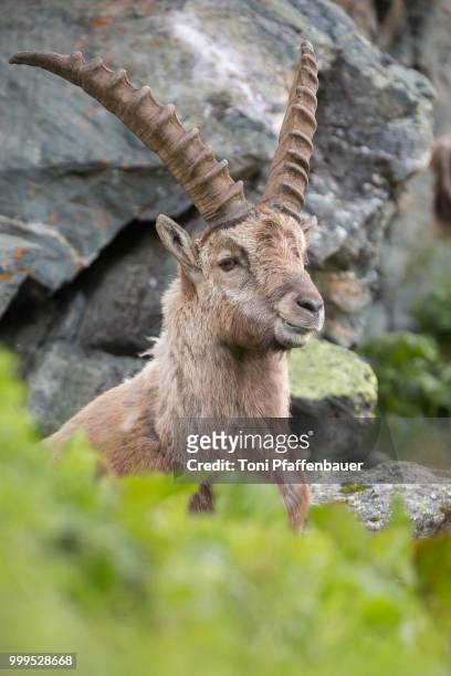 alpine ibex (capra ibex), high tauern national park, austria - hohe tauern national park stockfoto's en -beelden