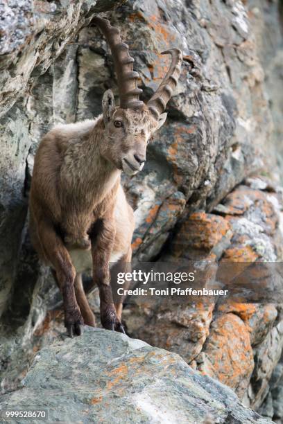 alpine ibex (capra ibex) in cliff, high tauern national park, austria - hohe tauern national park stockfoto's en -beelden