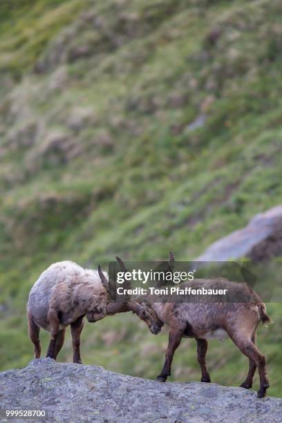 alpine ibexes (capra ibex) in a duel, high tauern national park, austria - hohe tauern national park stockfoto's en -beelden