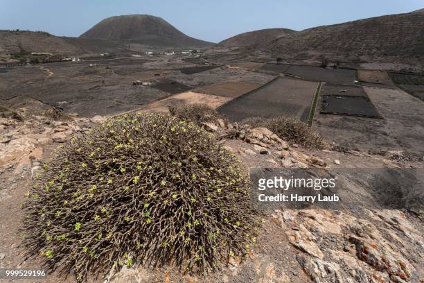 views across valle guinate, monte corona at the back, guinate, lanzarote, canary islands, spain - corona 個照片及圖片檔