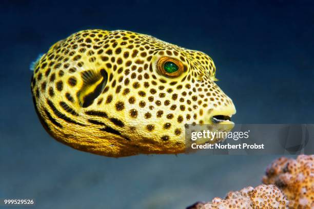 stellate puffer (arothron stellatus), juvenile, great barrier reef, pacific - ray finned fish stock-fotos und bilder