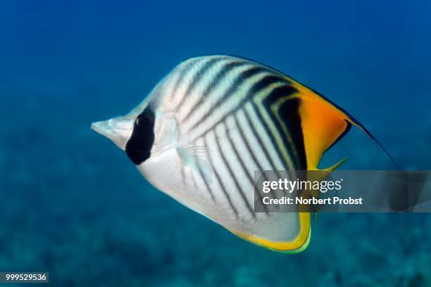 threadfin butterflyfish (chaetodon auriga), great barrier reef, pacific - barrier imagens e fotografias de stock