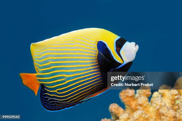 emperor angelfish (pomacanthus imperator), great barrier reef, pacific - ray finned fish stock-fotos und bilder