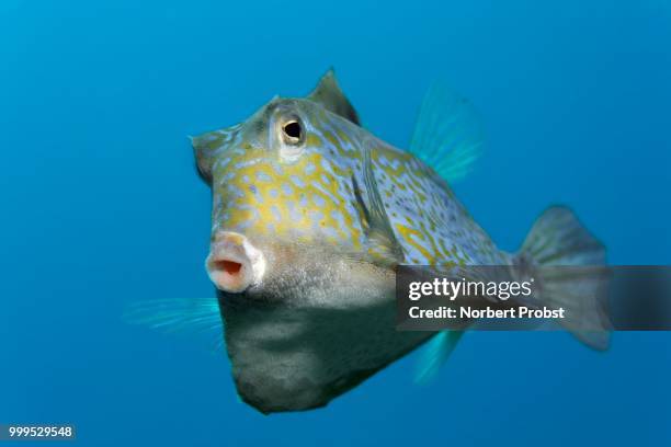 humpback turretfish (tetrosomus gibbosus), great barrier reef, pacific - barrier imagens e fotografias de stock