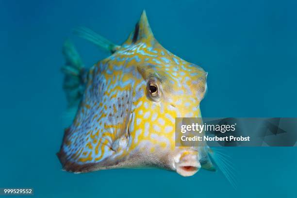 humpback turretfish (tetrosomus gibbosus), great barrier reef, pacific - ray finned fish stock-fotos und bilder