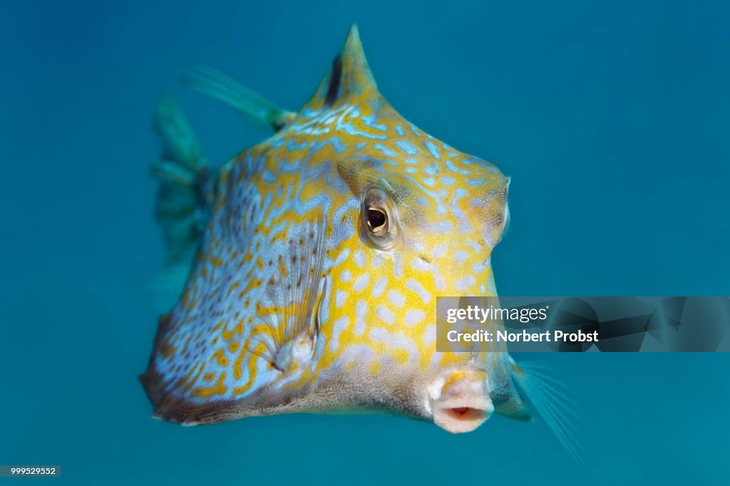 Humpback turretfish (Tetrosomus gibbosus), Great Barrier Reef, Pacific