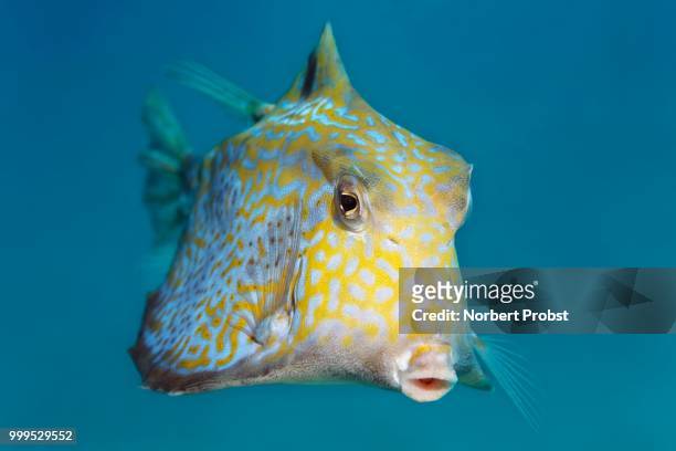 humpback turretfish (tetrosomus gibbosus), great barrier reef, pacific - ray finned fish stock pictures, royalty-free photos & images