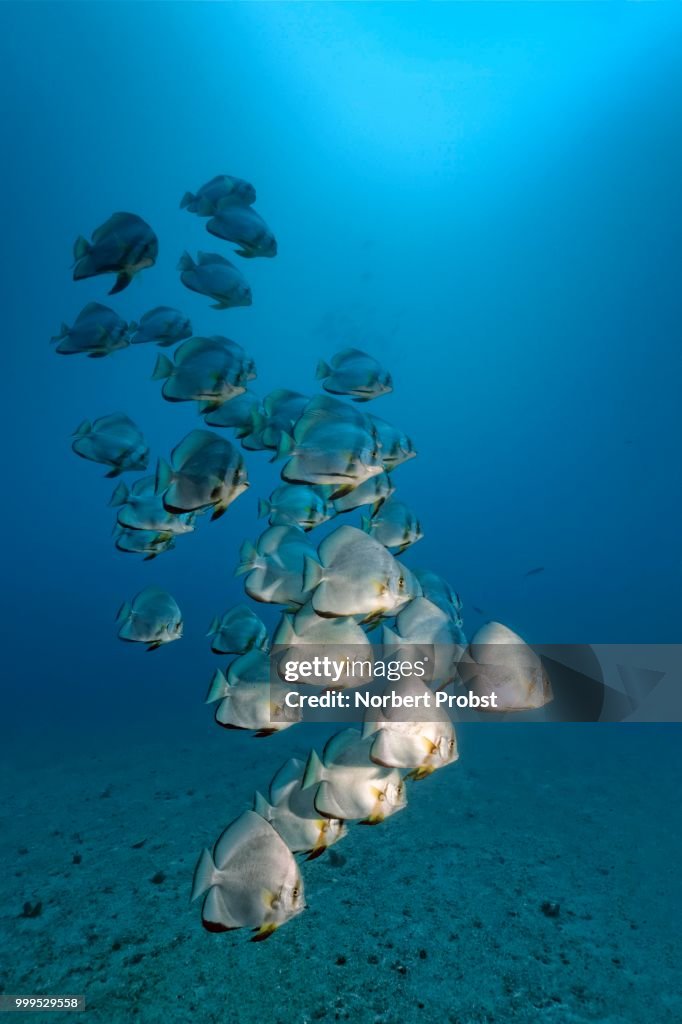 Swarm of Longfin Batfish (Platax teira), Great Barrier Reef, Pacific