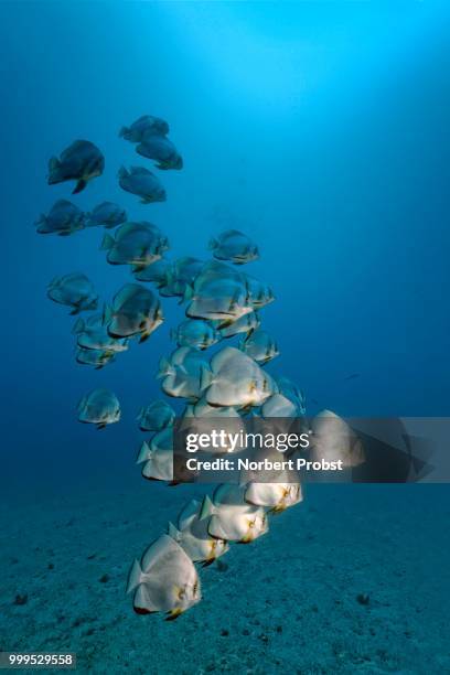 swarm of longfin batfish (platax teira), great barrier reef, pacific - barrier imagens e fotografias de stock