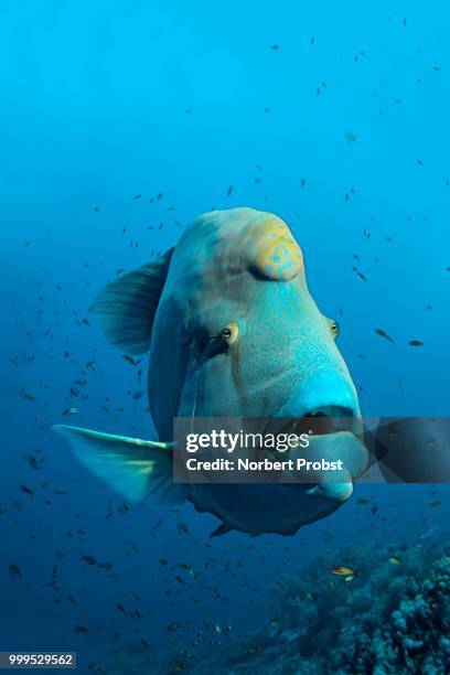humphead wrasse (cheilinus undulatus) over coral reef, the great barrier reef, pacific - ray finned fish stock-fotos und bilder