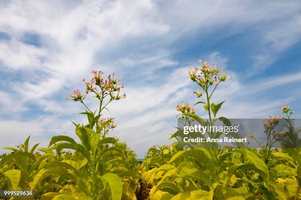 flowering tobacco plants or cultivated tobacco (nicotiana tabacum), southern palatinate, rhineland-palatinate, germany - inflorescence stock pictures, royalty-free photos & images