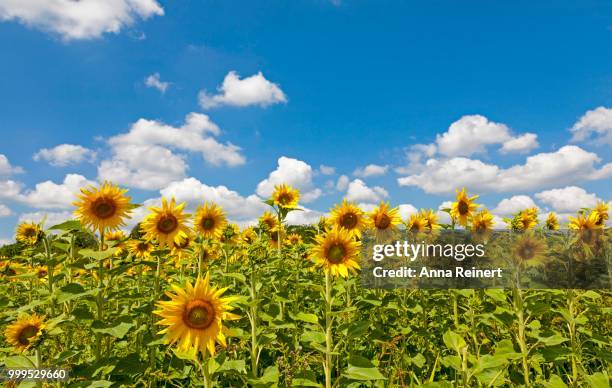 sunflowers (helianthus annuus), sunflower field, southern palatinate, palatinate, rhineland-palatinate, germany - inflorescence stock pictures, royalty-free photos & images