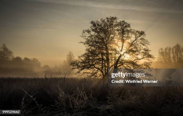 morning has broken - werner stock pictures, royalty-free photos & images