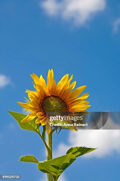 sunflower (helianthus annuus), germany - inflorescence stock pictures, royalty-free photos & images
