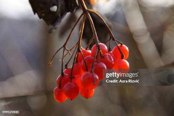 *** wild fruits in november *** - wild cherry tree stock-fotos und bilder