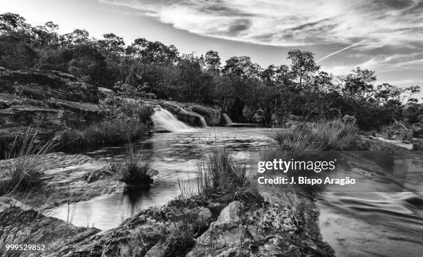 beauty in black & white - black beauty stockfoto's en -beelden