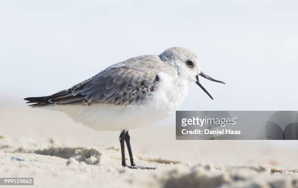 sanderlingtalking at the beach - piovanello tridattilo foto e immagini stock