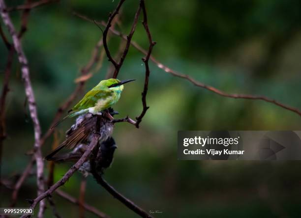 green bee eater & red whiskered bulbul - vijay stock pictures, royalty-free photos & images