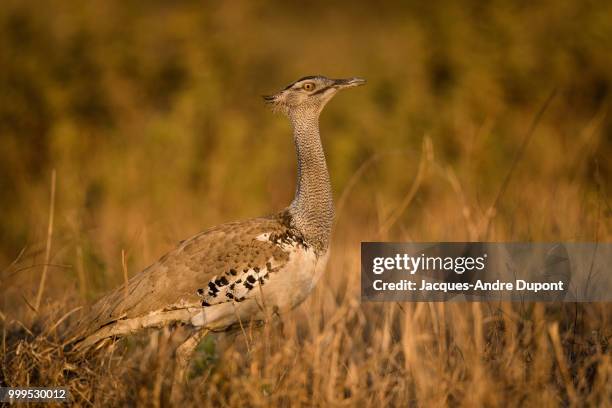 Kori Rabida 3,396 Kori Stock Photos, High-Res Pictures, and Images - Getty Images